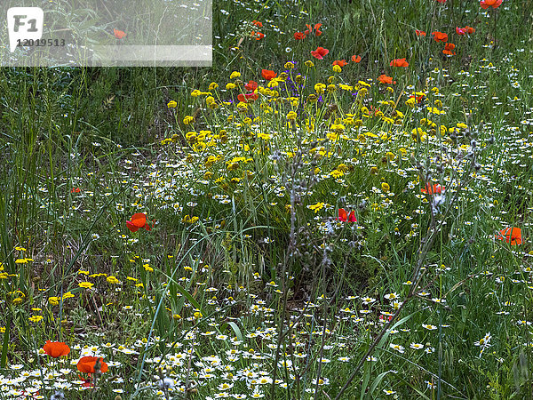 Italien  Apulien  Provinz Brindisi  Cisterino  Pomona-Gärten  mehrfarbige Blumen