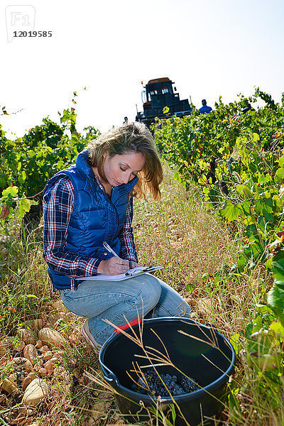 Fröhliche junge Frau  Önologin und Weinspezialistin  die im Weinberg prüft  ob die Trauben für die Ernte bereit sind  während der Weinlese im Herbst - Cepage Grenache  Chateauneuf du Pape  cotes du Rhone  Frankreich