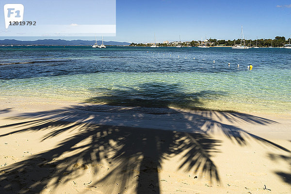 Kokosnussschatten an einem Strand  Insel Gosier  Guadeloupe  Frankreich