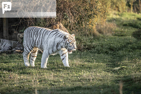 Weißer Tiger zu Fuß
