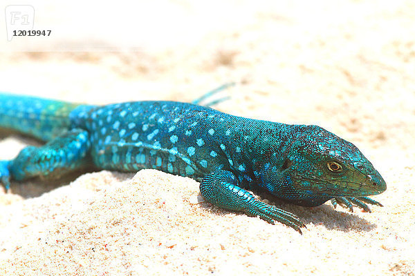 Blaue Eidechse aus Aruba. Arubanische Peitschenschwanz-Eidechse (Cnemidophorus arubensis)