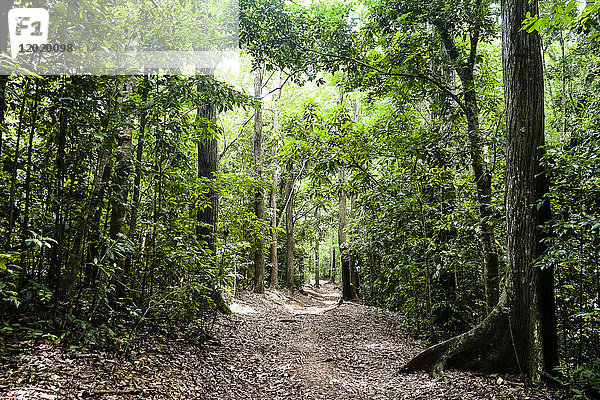 Pfad im Wald von Montravail  Martinique  Frankreich