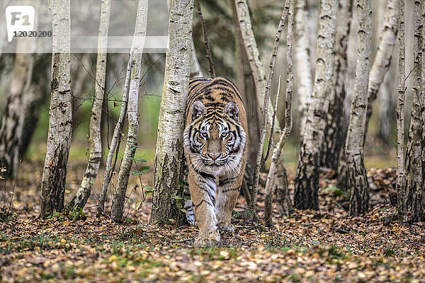 Sibirische Tigerin beim Spaziergang im Wald