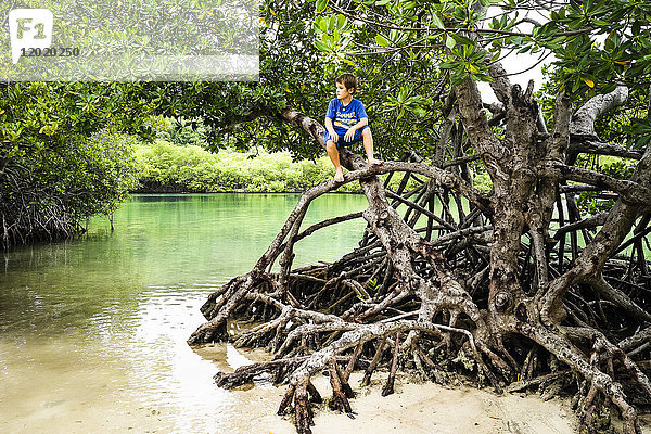 Ein Kind sitzt auf einem Mangrovenbaum  Martinique  Frankreich