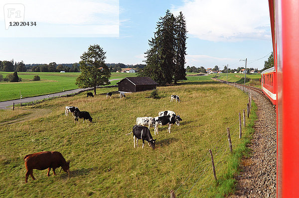 Schweiz  Kanton Jura  Freiberge  kleine Bahnstrecke zwischen La Chaux de Fond und Le Boechet. Blick aus dem Zug auf grasende Kühe auf einer Weide entlang der Bahnlinie