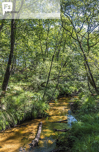 Frankreich  Landes  Regionaler Naturpark Landes de Gascogne  Ökomuseum Grande Lande in Marqueze  Wanderweg im Wald