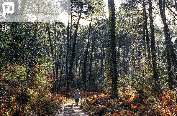 Frankreich  Landes  ältere Dame bei einem Spaziergang im Herbst in einem Seekiefernwald
