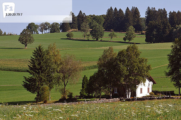 Schweiz  Kanton Jura  Franches-Montagnes  typische Landschaft um das Dorf Cret-Brule