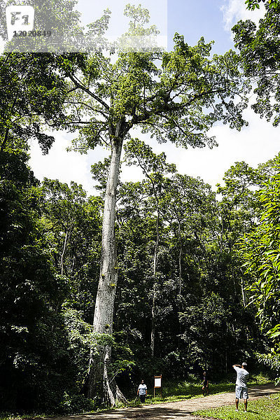 Ein Paar fotografiert vor einer riesigen Ceiba pentandra  Wald von Montravail  Martinique  Frankreich