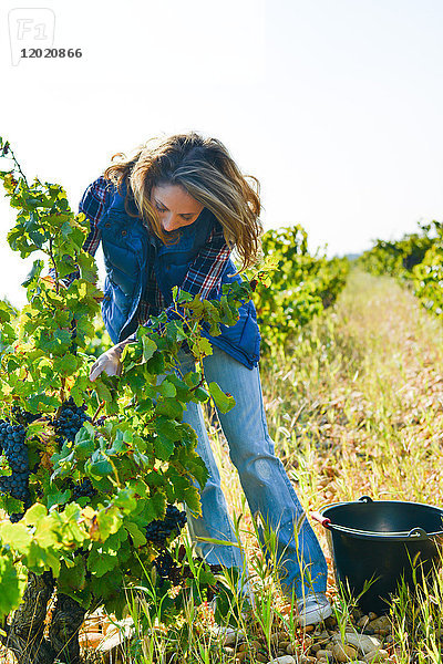 Fröhliche junge Frau bei der Weinlese im Weinberg während der Weinlese im Herbst - Cepage Grenache  Chateauneuf du Pape  cotes du Rhone  Frankreich