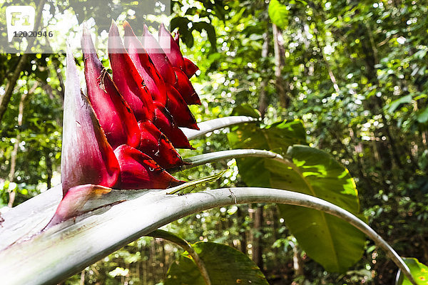 Zoom auf eine rote Bananenblüte  Forêt de Montravail  Martinique  Frankreich