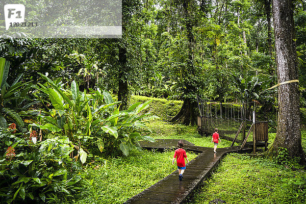 Zwei Kinder gehen im tropischen Wald spazieren  Coeur Bouliki  Saint-Joseph  Martinqiue  Frankreich