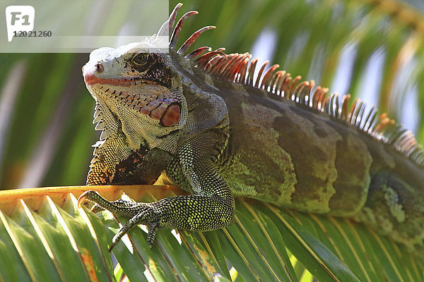 Venezuela  Insel Margarita. Leguan