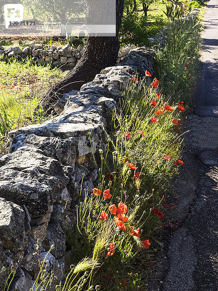 Italien  Apulien  Provinz Brindisi  Cisterino  Pomona Gärten  Steinmauer und Mohnblumen