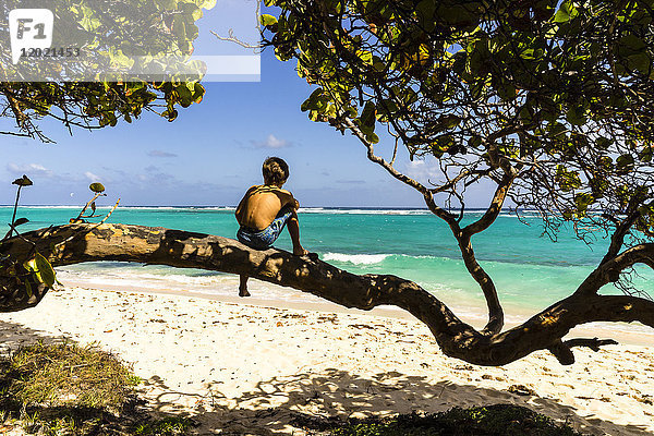 Ein Kind auf einem Baum mit Blick auf das Meer  Capesterre  Marie-Galante  Guadeloupe  Frankreich