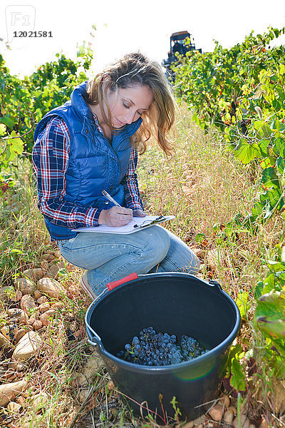 Fröhliche junge Frau  Önologin und Weinspezialistin  die im Weinberg prüft  ob die Trauben für die Ernte bereit sind  während der Weinlese im Herbst - Cepage Grenache  Chateauneuf du Pape  cotes du Rhone  Frankreich
