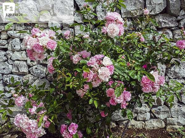 Italien  Apulien  Provinz Brindisi  Cisterino  Pomona Gärten  blühende Blumen vor einer Mauer