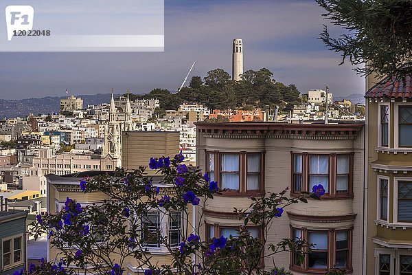 USA  Kalifornien  San Francisco  Blick auf den Coit Tower vom Stadtteil Russian Hill aus