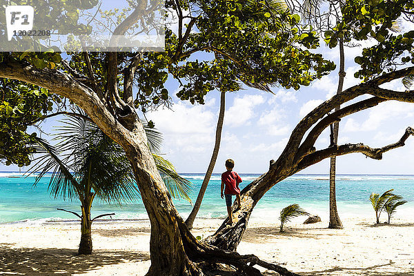 Ein Kind auf einem Baum mit Blick auf das Meer  Capesterre  Marie-Galante  Guadeloupe  Frankreich