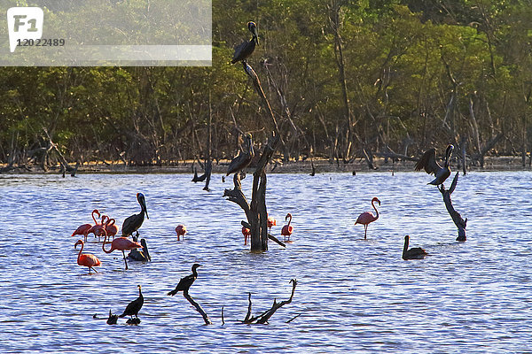 Venezuela  Insel Margaita  Nationalpark  La Laguna de la restinga