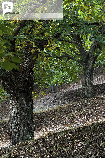 Frankreich  Mittelfrankreich  Regionaler Naturpark Haut-Languedoc  Kastanienhain im Herbst