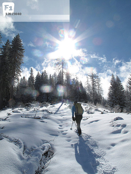 Österreich Nordtirol  Stubaier Alpen  ein einsamer Mann wandert mit Schneestiefeln im Neuschnee gegen die Sonne in einem Lärchenwald