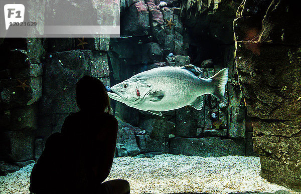 Junge Frau betrachtet ein riesiges Zackenbarschaquarium in Lissabon  Portugal