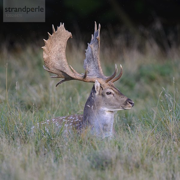 Damhirsch (Dama dama)  ruhend auf einer Wiese  Seeland  Dänemark  Europa