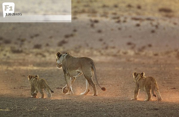 Löwen (Panthera leo)  Weibchen mit zwei Jungtieren im frühen Morgenlicht  Kalahari-Wüste  Kgalagadi Transfrontier Park  Südafrika  Afrika