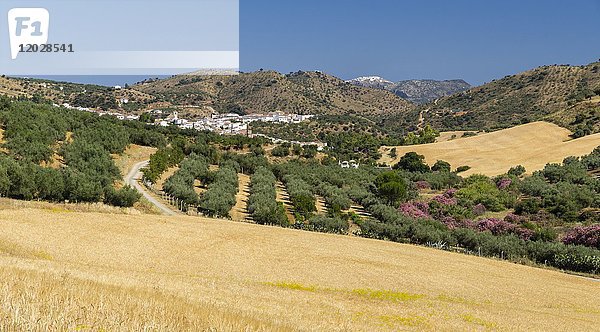 Landschaft  Riogordo  Comares  Axarquia  Provinz Malaga  Andalusien  Spanien  Europa