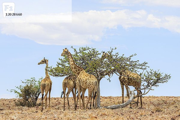 Giraffen (Giraffa camelopardalis) in karger Landschaft  Bäume fressend  Damaraland  Region Kunene  Namibia  Afrika