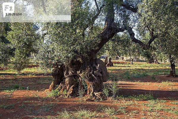 Alter Baum im Olivenhain Giardino degli Angeli  Presicce  Apulien  Italien  Europa