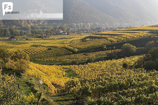 Herbstliche Weinberge bei Weißenkirchen in der Wachau  Wachau  Waldviertel  Niederösterreich  Österreich  Europa