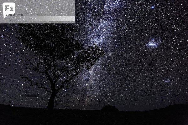 Milchstraße am afrikanischen Nachthimmel  Acacia  Damaraland  Region Kunene  Namibia  Afrika