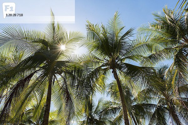 Die Sonne scheint durch die Palmen  Costa Rica  Mittelamerika