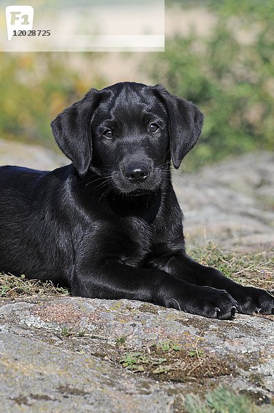 Labrador Retriever  Welpe  10 Wochen alt  schwarz  liegt auf einem Felsen