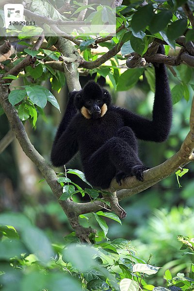 Gelbwangengibbon (Nomascus gabriellae)  erwachsen  männlich  im Baum sitzend  in Gefangenschaft  Vorkommen Südostasien