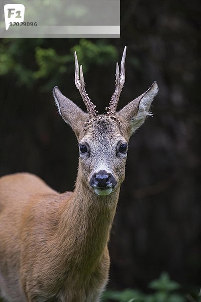 Europäischer Rehbock (Capreolus capreolus)  Portrait  Rheinland-Pfalz  Deutschland  Europa