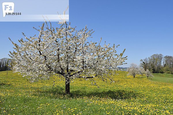 Blühender Kirschbaum (Prunus avium) in Löwenzahnwiese (Taraxacum)  Weggis  Kanton Luzern  Schweiz  Europa