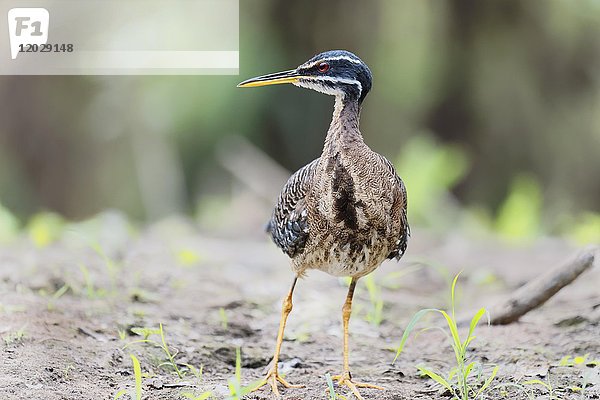 Zwergdommel (Eurypyga helias) in Mangroven  Pantanal  Mato Grosso  Brasilien  Südamerika