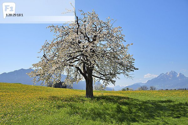 Blühender Kirschbaum (Prunus avium) in Löwenzahnwiese (Taraxacum)  hinter Pilatus  Weggis  Kanton Luzern  Schweiz  Europa