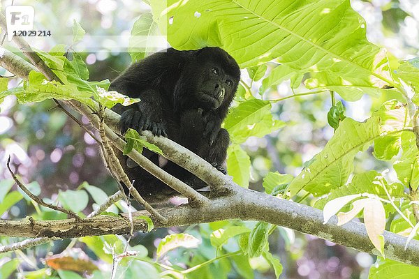 Brüllaffe (Alouatta) sitzt auf einem Baum  Nationalpark Manuel Antonio  Costa Rica  Mittelamerika