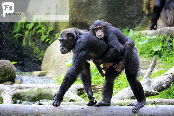 Schimpansen (Pan troglodytes troglodytes)  Erwachsener mit Nachwuchs  Jungtier reitet auf Rücken  Sozialverhalten  in Gefangenschaft  Vorkommen in Zentralafrika