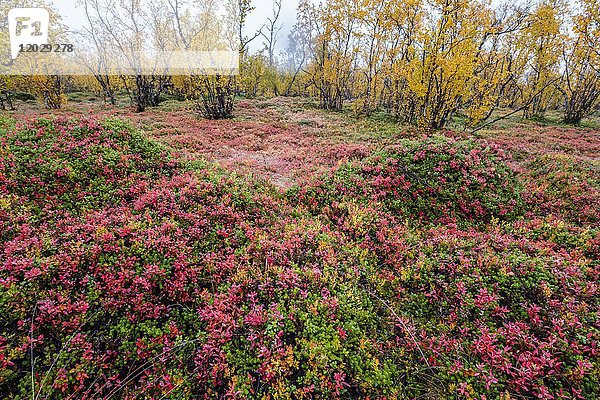 Herbstlicher Waldboden  Heidelbeeren  norrbottens  norrbottens län  laponia  Lappland  Schweden  Europa