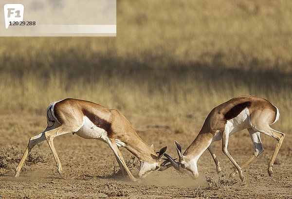 Springböcke (Antidorcas marsupialis)  kämpfende Männchen  Kalahari-Wüste  Kgalagadi Transfrontier Park  Südafrika  Afrika