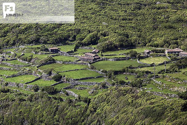 Landschaft mit Steinmauern und Wiesen  typische Steinhäuser  bei Fajazinha  Insel Flores  Azoren  Portugal  Europa