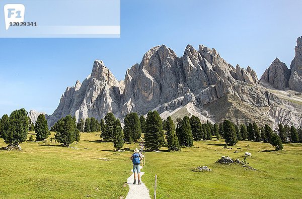 Wanderer auf dem Wanderweg bei der Gschnagenhardt Alm  Villnösstal unterhalb der Geislerspitzen  hinter der Geislergruppe  Sass Rigais  Dolomiten  Südtirol  Italien  Europa