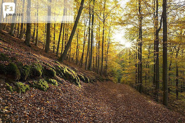 Waldweg im Herbst  Nationalpark Kellerwald-Edersee  Hessen  Deutschland  Europa