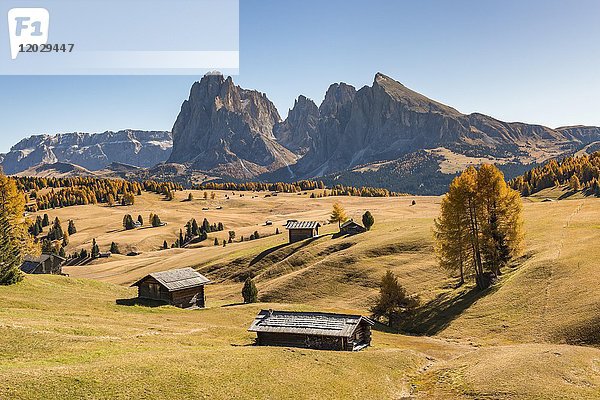 Blick über die herbstliche Seiser Alm zum Langkofel und Plattkofel  Almhütten  Dolomiten  Südtirol  Italien  Europa