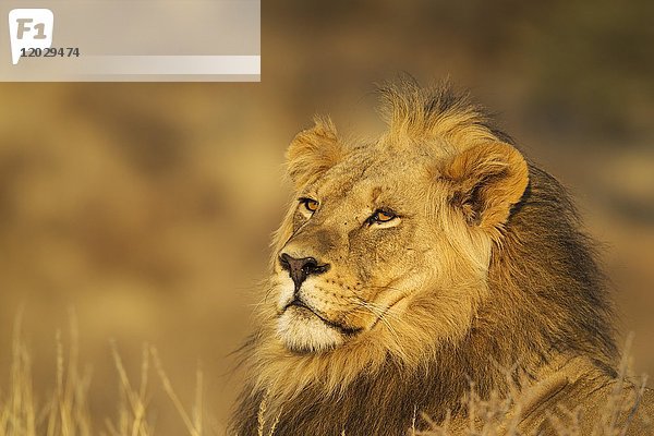 Löwe (Panthera leo)  männlich  Porträt  Kalahari-Wüste  Kgalagadi Transfrontier Park  Südafrika  Afrika